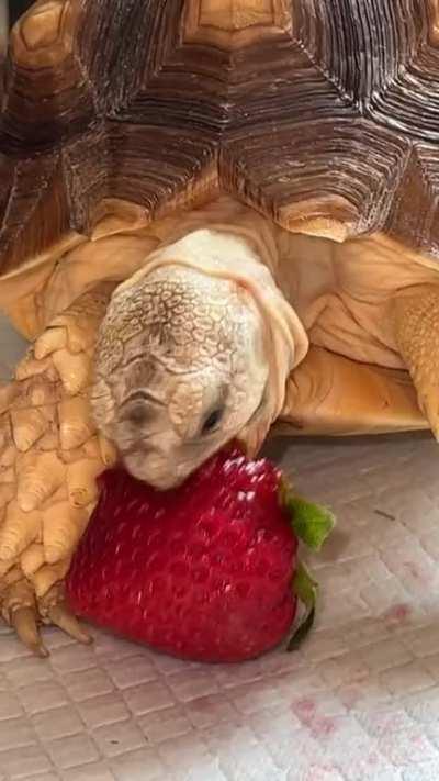 I never fed them any fruits before but it seems like he likes it.