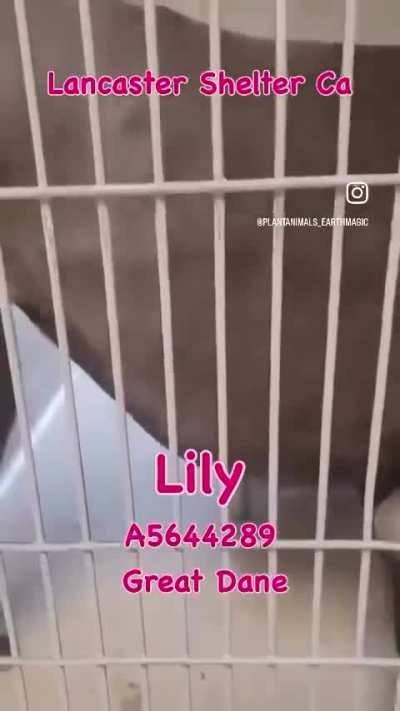 Lily is a beautiful girl who needs a home.