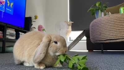 Lou and her Parsley :)