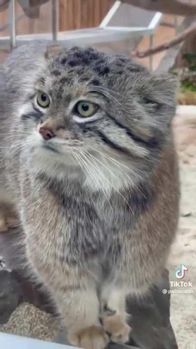 Manul