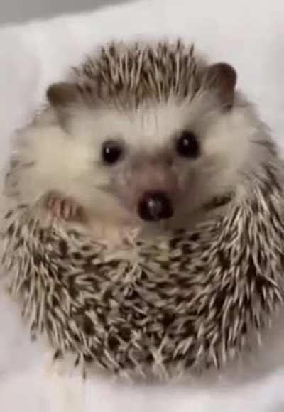 When the waiter brings food