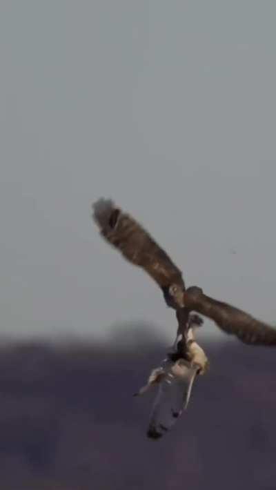 Hawk steals an Owl's lunch in midflight.