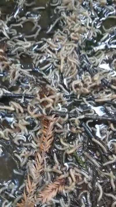 Look at all the redwood leav.... Nope