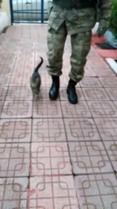 Котик марширует