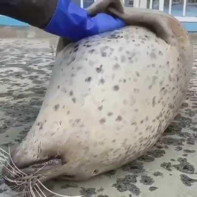 A seal to make you feel good (