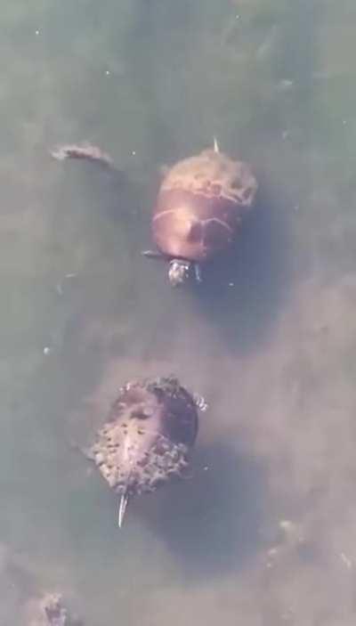 Не догонишь