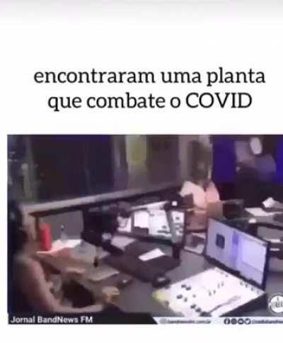 Uma planta q combate o covid chat
