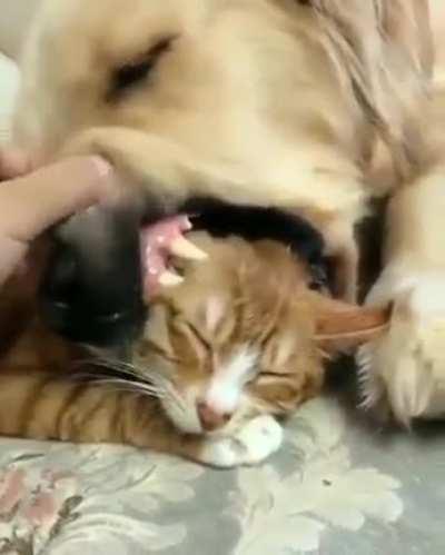 thE WOlf WiTh pREy cLuTcHeD IN jAwS, slEEps fRoM pURe ExhAUstIon.