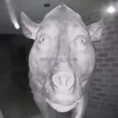 P-pardon 1.5 iskender yanına elma dilim patates ve mercimek çorbası lütfen