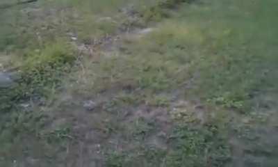 Peeing on an electric fence