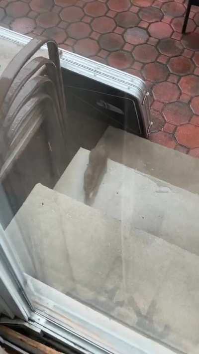 Close encounter with a rat