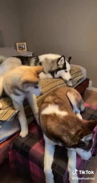 This video is the literal embodiment of what owning a husky is like