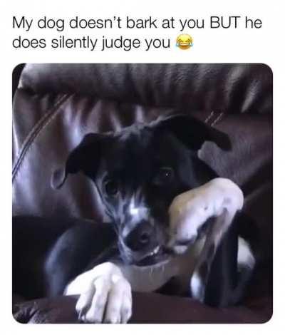 Even dog is judging me😩
