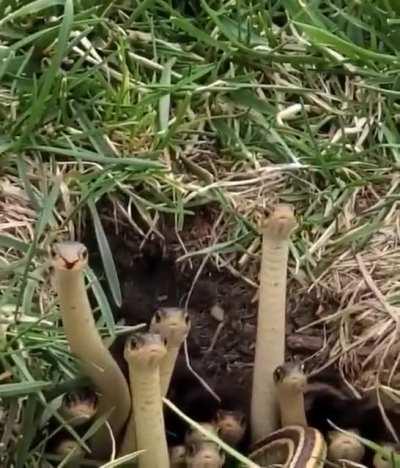 Holy shit. I thought they were mushrooms