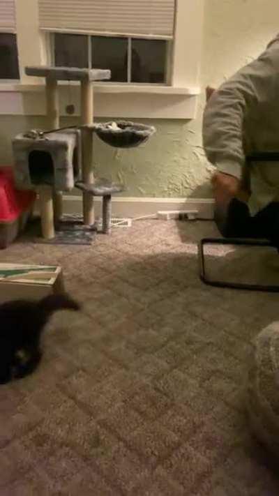 Gus Gus loves to play fetch! He squeaks every time we ask “Are you ready?”