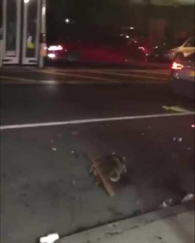 Raccoon run over and beaten by a mob in NYC