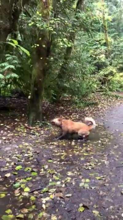 Get a dog they said, it’ll be fun they said