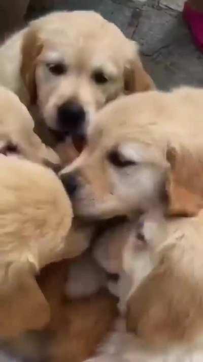 that's the calmest cat ever