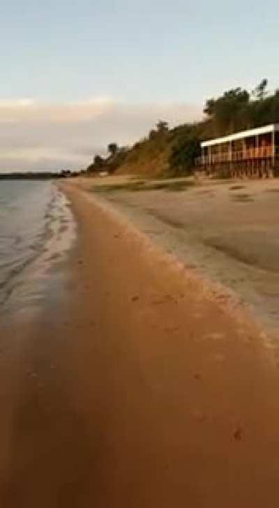 HMC while this dog steals my bikini