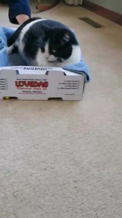 I just love how much cats don't care sometimes