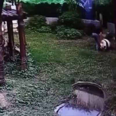 Very Idiot, Very Cute Bear tho