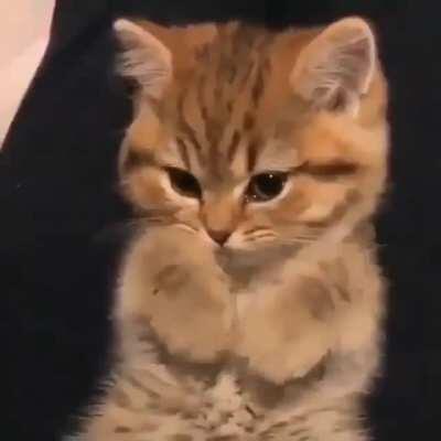 They call me Mr. Mittens