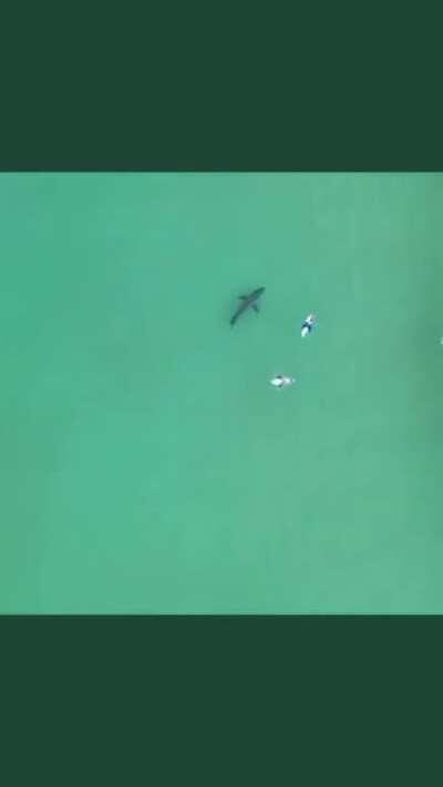 Huge great white swimming very close to surfers