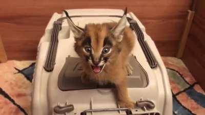 Baby Caracal screams for food