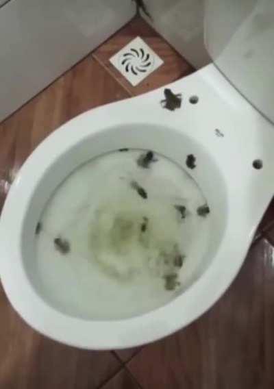 When you flush a countryside toilet in Brazil.