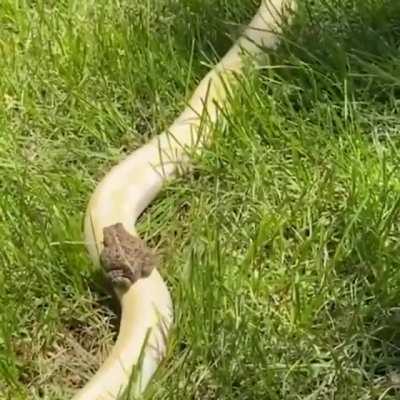 🔥 Toad riding a snake 🔥