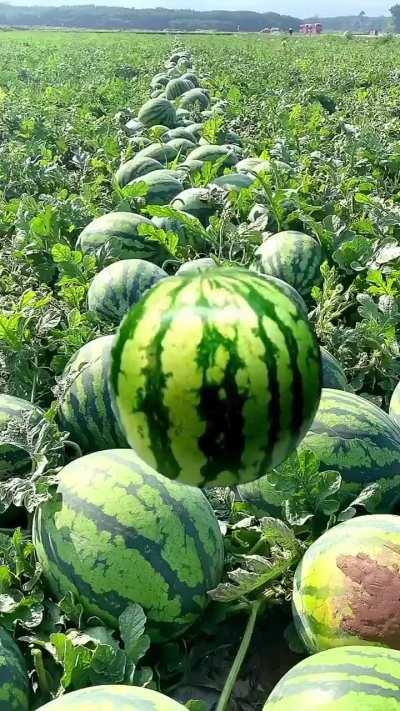 Iftaar without watermelons are incomplete.