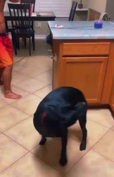 “Am much shot. Now take nap.” -Dog