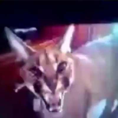 my COMPUTER has been INVADED by strange IMAGES of FUNNY EARED ANIMALS