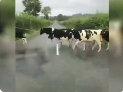 The calves think they have to jump the white line