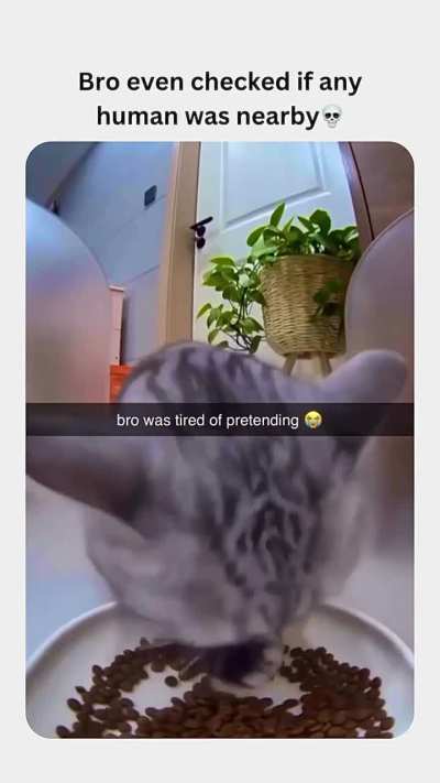 cat be like this is the real me