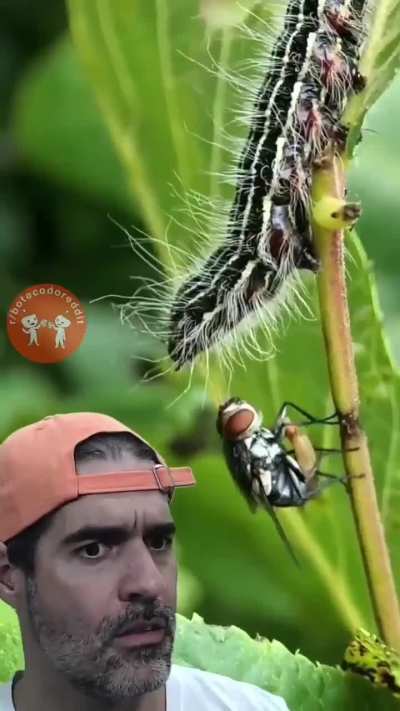 (╯ ͝° ͜ʖ͡°)╯