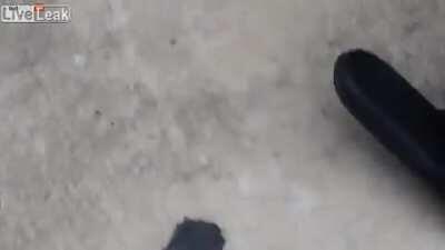 This absolute little bastard