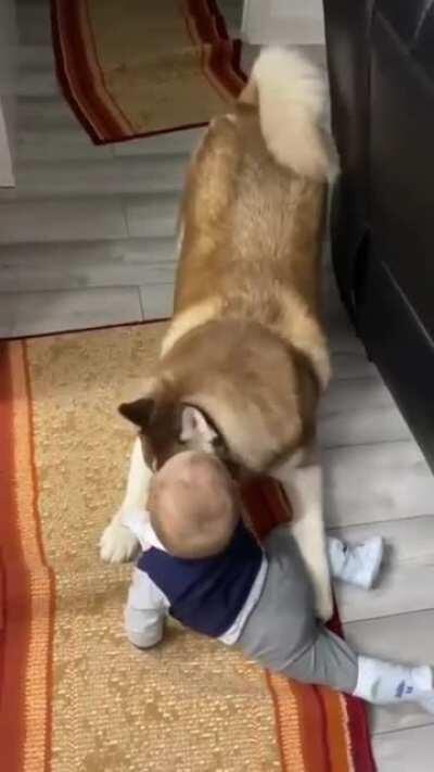 Husky hugging a baby is