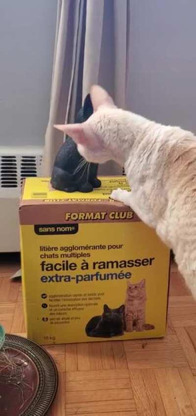 I hate you, fake cat.