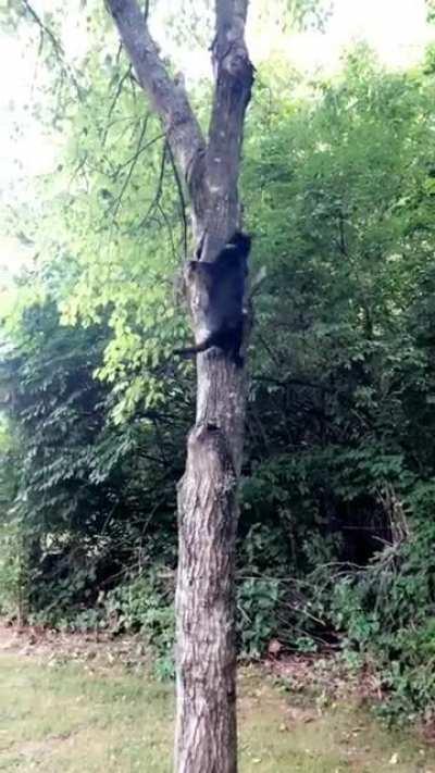 A real-life panther lives at my house