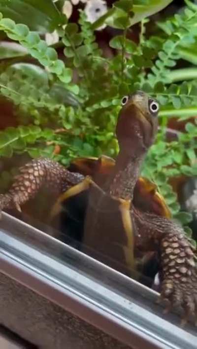 Surprised turtle.