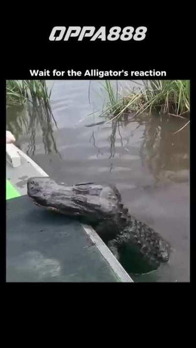 Love has no language. 