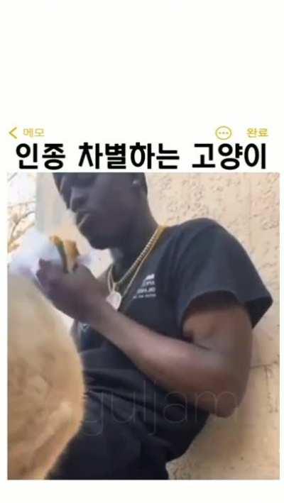 Que dijo el gato 🤨?