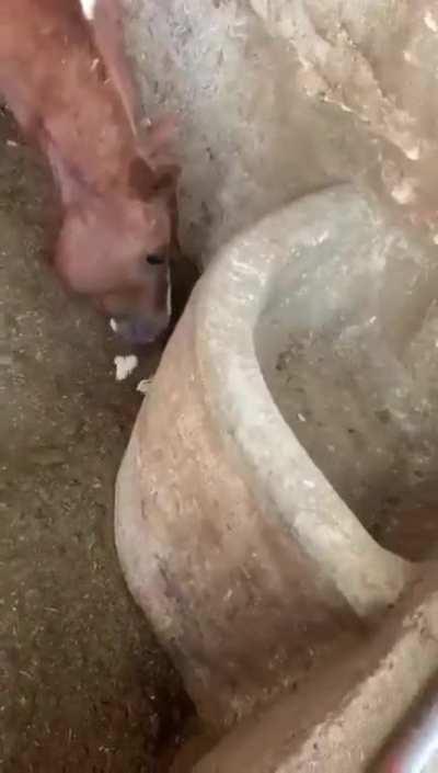 into the horse realm