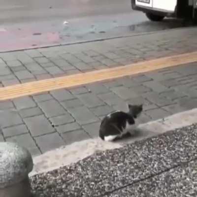 Random Kitten casually attacking pedestrians as they pass by.