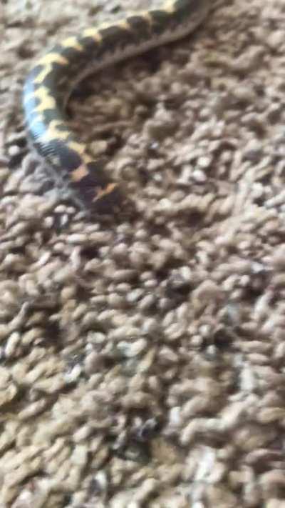 Dumb Wunk tries to dig in carpet