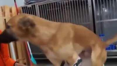 cRuEl pEoPle AmPutTaTe dOg's LeG aNd tUrN hIm uNwiLlInGlY iNtO a CybORg