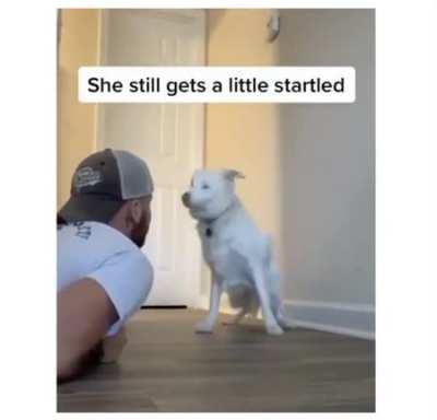 Watch how this owner wakes up his deaf and blind dog without scaring her. Their love is adorable.