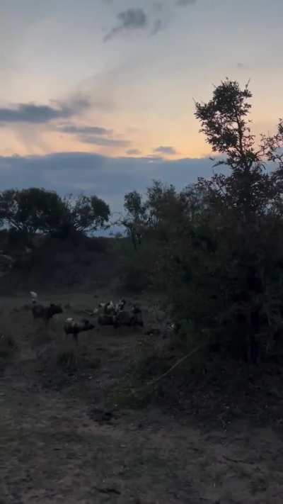 🔥 African wild dogs, hyena and crocodile in an interspecies competition for a meal