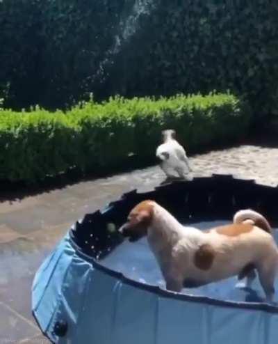 An interesting title